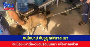 คนใจบาป จับงูผูกใส่หางหมา จนน้องหมาต้องวิ่งวนรอบนิคมฯ เพื่อหาคนช่วย