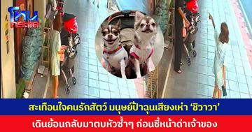 สะเทือนใจคนรักสัตว์! มนุษย์ป้าโมโหเสียงเห่า "ชิวาวา" เดินย้อนกลับมาตบหัวซ้ำๆ ก่อนชี้หน้าด่าเจ้าของแล้วเดินหนี