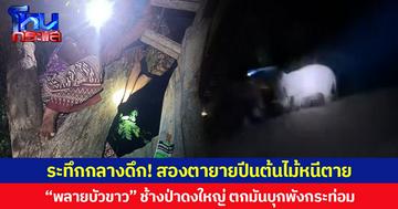 ระทึกกลางดึก! สองตายายปีนต้นไม้หนีตาย  “พลายบัวขาว” ช้างป่าดงใหญ่ ตกมันบุกพังกระท่อม  ภาวนาให้สิ่งศักดิ์สิทธิ์คุ้มครอง  ก่อนตั้งสติโทรประสานชุดอาสาผลักดันช้างป่าเข้าช่วยเหลือ