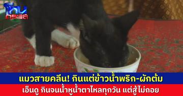 ก็ใจมันรัก! 'เจ้าตำลึง' แมวจรสายคลีน ชอบกินข้าวน้ำพริก-ผักต้ม เป็นชีวิตจิตใจ แม้น้ำหูน้ำตาไหลก็สู้ไม่ถอย!