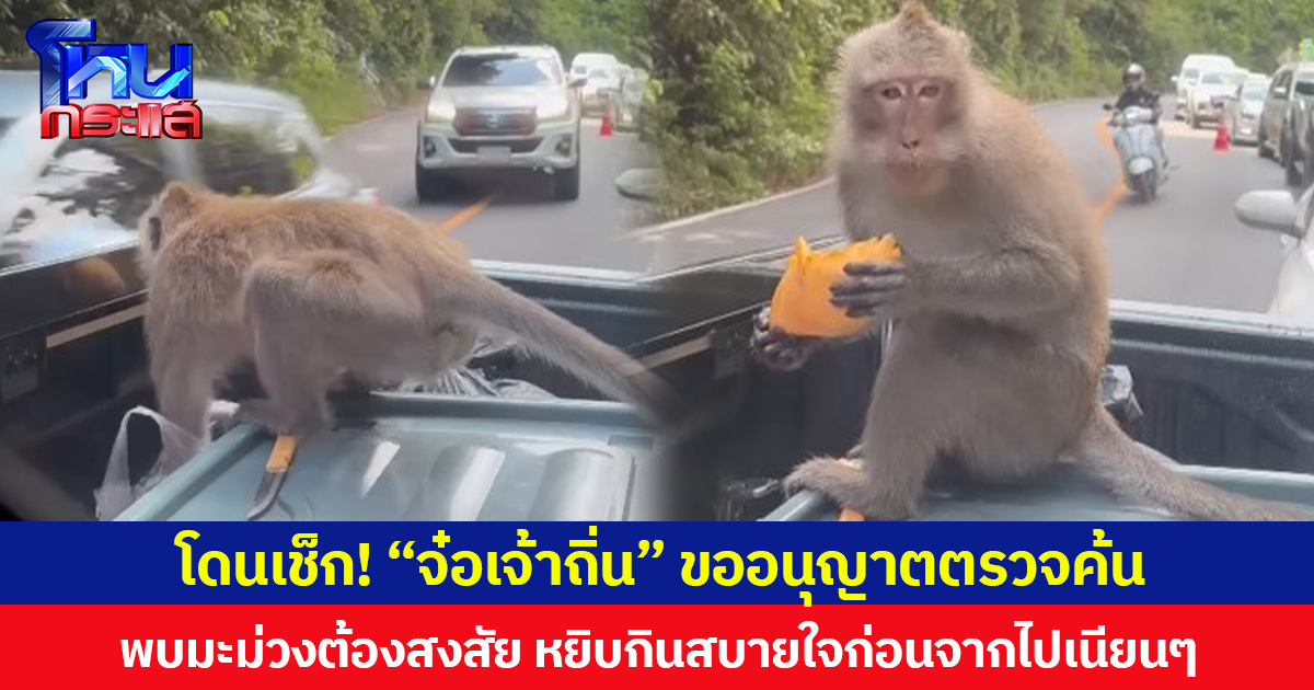 โดนเช็ก! “จ๋อเจ้าถิ่น” ขออนุญาตตรวจค้น  พบมะม่วงต้องสงสัย หยิบกินสบายใจก่อนจากไปเนียนๆ
