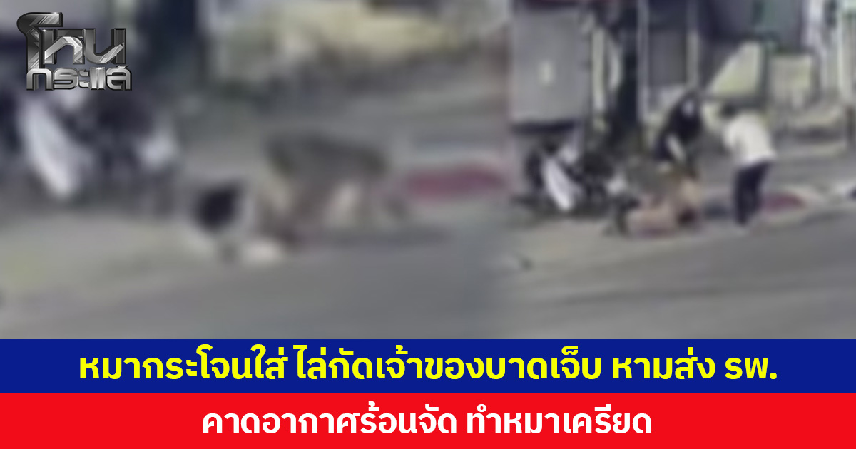หมากระโจนใส่ ไล่กัดเจ้าของบาดเจ็บ หามส่ง รพ. คาดอากาศร้อนจัด ทำหมาเครียด