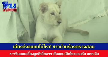 เสียงดังจนทนไม่ไหว! ชาวบ้านร้องตรวจสอบ ชาวจีนแอบเลี้ยงลูกสิงโตขาว-ลักลอบเปิดโรงแรมรับ นทท.จีน