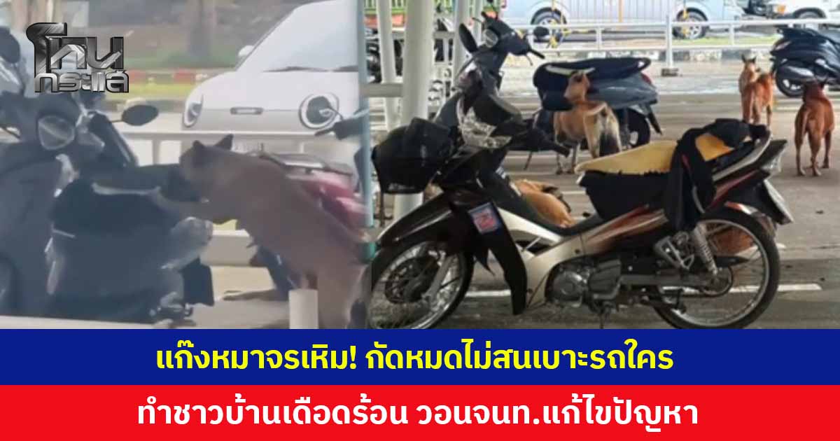 แก๊งหมาจรเหิมหนัก! บุกยึดศาลากลางจังหวัดเชียงใหม่ กัดหมดไม่สนเบาะรถจักรยานยนต์ใคร เสียหายนับสิบคัน ชาวบ้านวอนเจ้าหน้าที่เร่งแก้ไขปัญหา