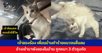 เจ้าของร้อง เพื่อนบ้านทำร้ายแมว จับยัดกระสอบจนสิ้นลม อ้างถูกหมา 3 ตัวรุมกัด