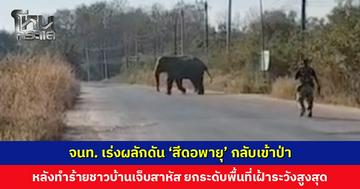 ปกครองชุมแพ ระดมกำลังเร่งผลักดัน ‘สีดอพายุ’ กลับเข้าป่า หลังออกมาทำร้ายชาวบ้านเจ็บสาหัส