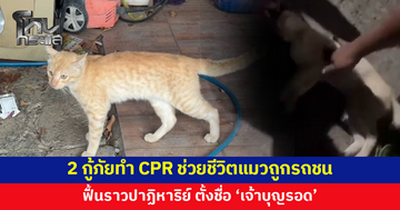 2 กู้ภัยทำ CPR ช่วยชีวิตแมวถูกรถชน ฟื้นราวปาฏิหาริย์ ตั้งชื่อ 'เจ้าบุญรอด'