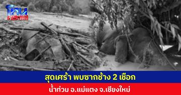 สุดเศร้า พบซากช้าง 2 เชือก  น้ำท่วม อ.แม่แตง จ.เชียงใหม่
