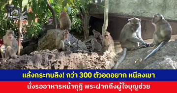 แล้งหนักกระทบสัตว์! ลิงกว่า 300 ตัว ลงเขาหาอาหาร-น้ำ นั่งรอหน้ากุฏิเป็นประจำ พระฝากถึงผู้ใจบุญ