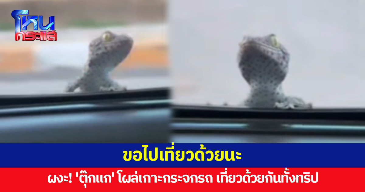 ก็ขอไปด้วยได้ไหมล่ะ! 'ตุ๊กแก' โผล่เกาะกระจกรถ ไล่ไม่ไป แถมหนีซุกใต้ท้องรถ ต้องเที่ยวด้วยกันทั้งทริป