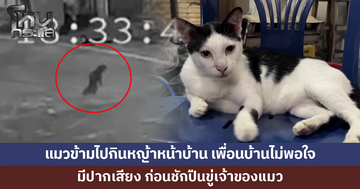 แมวข้ามไปกินหญ้าหน้าบ้าน เพื่อนบ้านไม่พอใจ ชักปืนขู่เจ้าของแมว