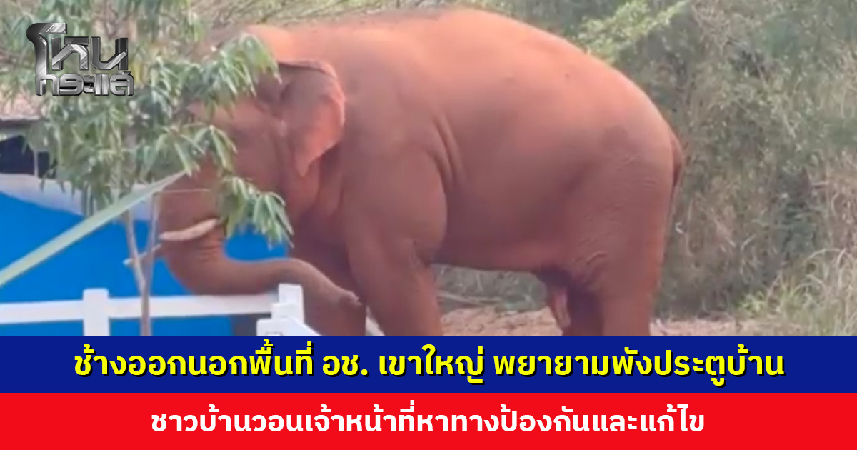 ช้างป่าออกนอกพื้นที่ อช. เขาใหญ่ ชาวบ้านวอนเจ้าหน้าที่หาทางป้องกันและแก้ไข