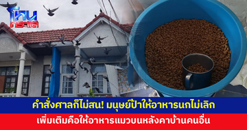 คำสั่งศาลก็ไม่สน! มนุษย์ป้าให้อาหารนกพิราบไม่เลิก เจ้าตัวโต้ ทุกวันนี้ให้แต่อาหารแมว