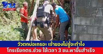 วัวตกบ่อเกลอะ เจ้าของโทรเรียกตร.ช่วย ใช้เวลา 3 ชม.พาขึ้นสำเร็จ เผยไม่รู้จะทำไง ในหัวมีแต่ 1669 กับ 191