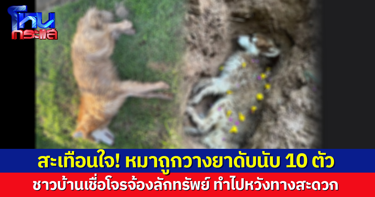 สะเทือนใจ! หมาถูกวางยาดับเกลื่อนหมู่บ้านนับ 10 ชาวบ้านเชื่อโจรจ้องลักทรัพย์ ทำหวังทางสะดวก