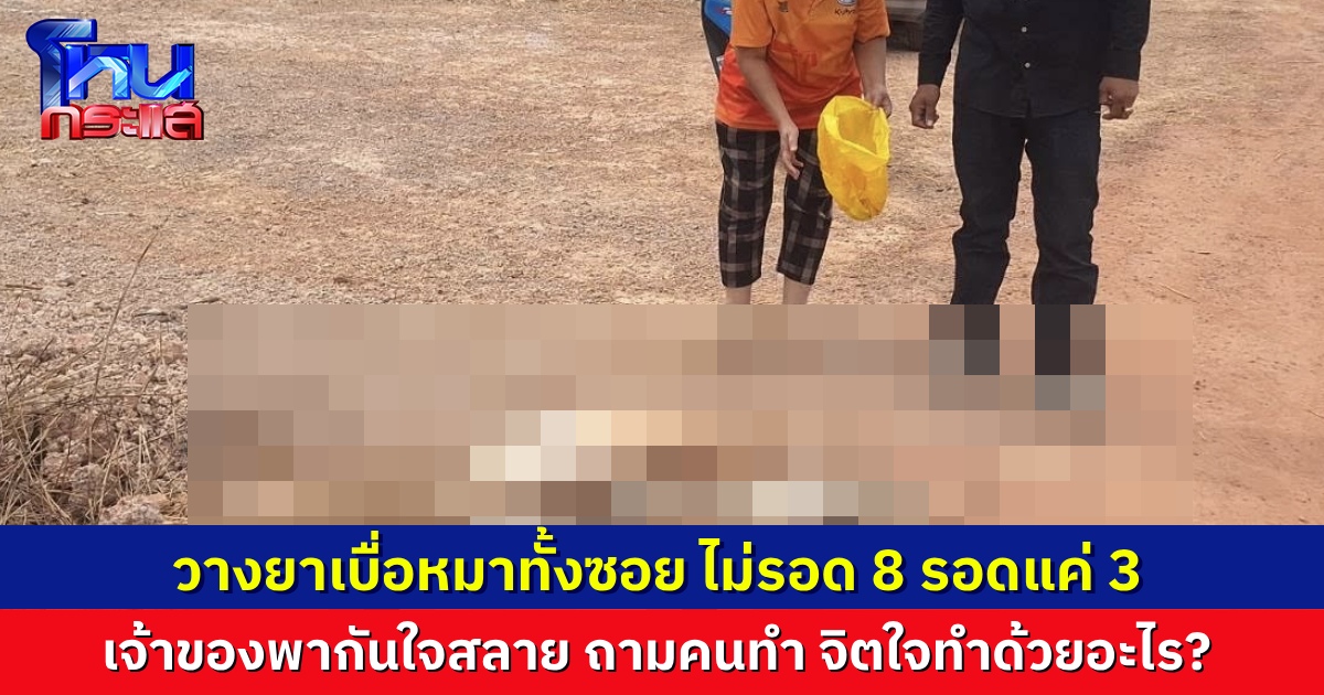 เจ้าของใจสลายตามๆ กัน หมาถูกวางยาเบื่อทั้งซอย โดนกัน 3 บ้าน กินยาเบื่อเข้าไป 11 ตัว รอดแค่ 3 ไม่รอด 8 ตัว