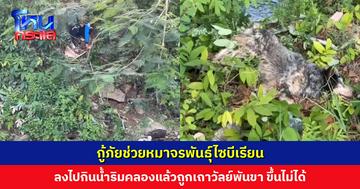 กู้ภัยช่วยหมาจรพันธุ์ไซบีเรียน หลังลงไปกินน้ำริมคลองแล้วขึ้นไม่ได้ ถูกเถาวัลย์พันขา คาดติดมานาน 4 วัน