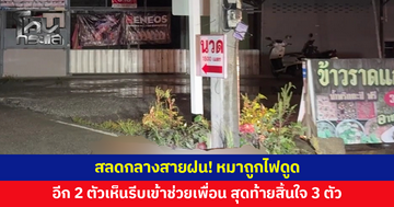 ไฟฟ้ารั่ว หมาวิ่งเล่นถูกไฟดูด อีก 2 ตัวเห็นรีบวิ่งเข้าไปช่วยเพื่อน สุดท้ายสิ้นใจ 3 ตัว