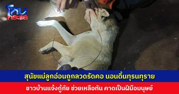 สุนัขแม่ลูกอ่อนถูกลวดรัดคอ นอนดิ้นทุรนทุราย ชาวบ้านแจ้งกู้ภัยช่วยเหลือ คาดเป็นฝีมือมนุษย์