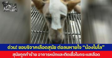 ด่วน! ขอบริจาคเลือดสุนัข ต่อลมหายใจ “น้องไมโล” สุนัขถูกทำร้าย อาการหนักและติดเชื้อในกระแสเลือด