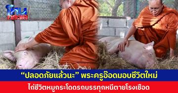 “ปลอดภัยแล้วนะ” พระครูอ๊อดมอบชีวิตใหม่ ไถ่ชีวิตหมูกระโดดรถบรรทุกหนีตายโรงเชือด