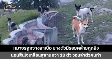 หมาจรถูกวางยาเบื่อ บางตัวมีรอยคล้ายถูกยิง นอนไร้ลมหายใจเกลื่อนสุสานกว่า 10 ตัว