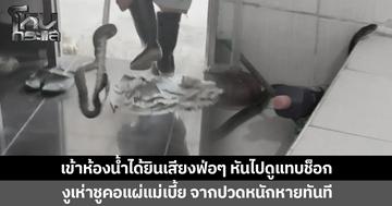 เจ้าของบ้านเข้าห้องน้ำ ได้ยินเสียงฟ่อๆ หันไปดูเจองูเห่า จากปวดหนักหายทันที