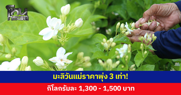 มะลิวันแม่ราคาพุ่ง 3 เท่า! กิโลกรัมละ 1,300 - 1,500 หลังผลผลิตลดจากอากาศแปรปรวน