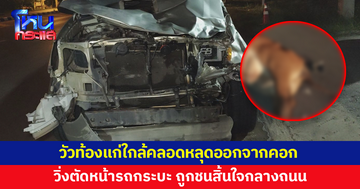 วัวท้องแก่ใกล้คลอดหลุดออกจากคอก วิ่งตัดหน้ารถกระบะ ถูกชนสิ้นใจกลางถนน