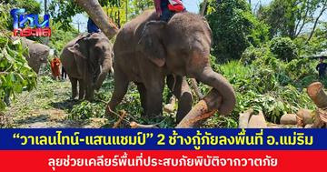 “ช้างพลายวาเลนไทน์ - พลายแสนแชมป์” 2 ช้างกู้ภัยลงพื้นที่ อ.แม่ริม ลุยช่วยเคลียร์พื้นที่ประสบภัยพิบัติจากวาตภัย