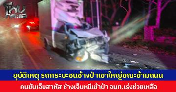 อุบัติเหตุ รถกระบะชนช้างป่าเขาใหญ่ขณะข้ามถนน คนขับเจ็บสาหัส ช้างเจ็บหนีเข้าป่า จนท.เร่งช่วยเหลือ