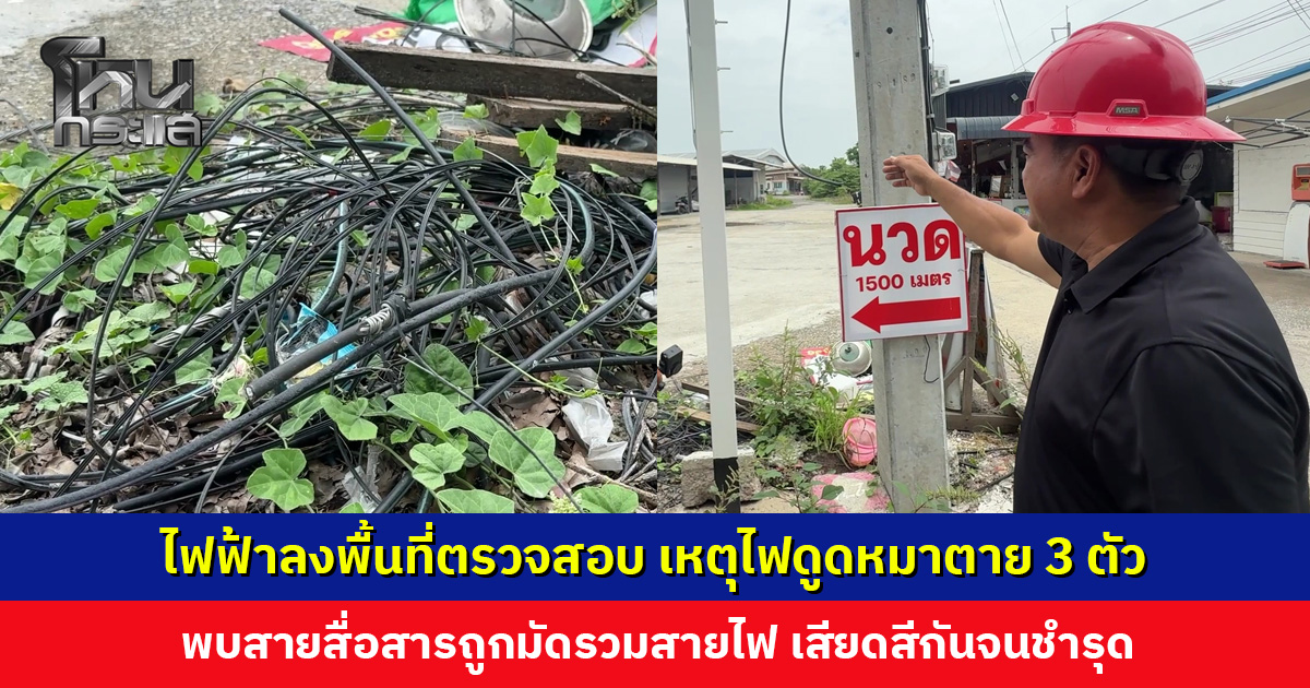 จนท. ไฟฟ้าลงพื้นที่ตรวจสอบ เหตุไฟดูดหมาตาย 3 ตัว พบสายสื่อสารถูกมัดรวมสายไฟ