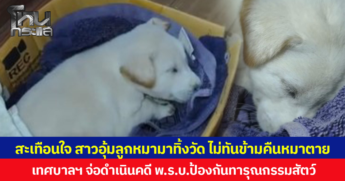 สะเทือนใจ สาวอุ้มลูกหมามาทิ้งวัด ไม่ทันข้ามคืนหมาตาย เทศบาลฯ จ่อดำเนินคดี พ.ร.บ.ป้องกันทารุณกรรมสัตว์