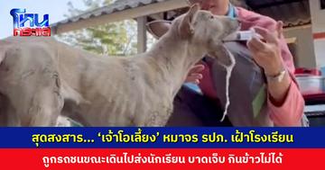 ‘เจ้าโอเลี้ยง’ หมาจร รปภ. เฝ้าโรงเรียน ถูกรถชนขณะเดินไปส่งเด็กนักเรียน ขาและปากบาดเจ็บ กินข้าวไม่ได้