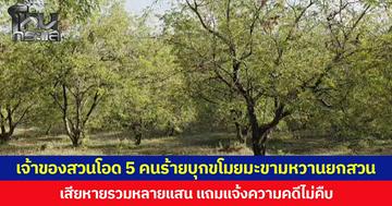 เจ้าของสวนโอด 5 คนร้ายบุกขโมยมะขามหวานยกสวน เสียหายรวมหลายแสน แถมแจ้งความคดีไม่คืบ