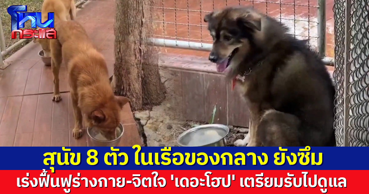 สุนัข 8 ตัว ในเรือของกลาง ยังซึม เพราะคิดถึงเจ้าของ เร่งฟื้นฟูร่างกาย-จิตใจ-ทำหมัน 'เดอะโฮป' เตรียมรับไปดูแล