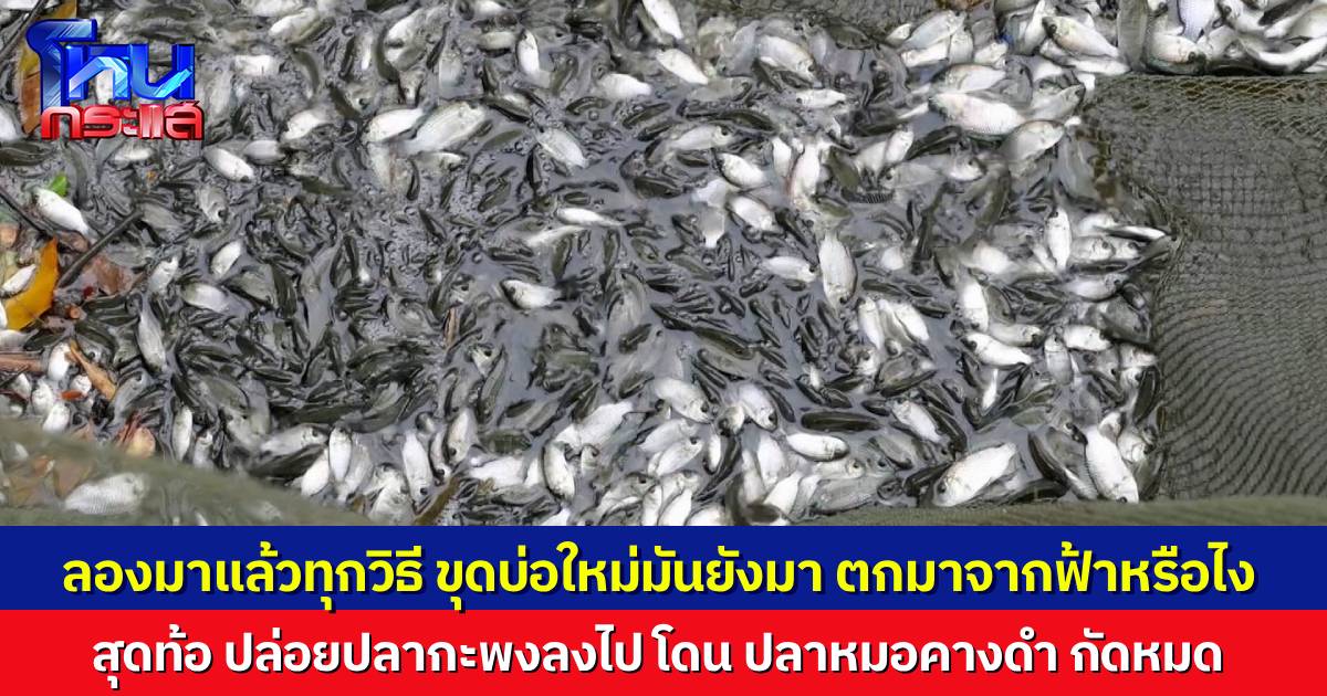 อ่านแล้วท้อ..เกษตรกรเผย ลองมาแล้วทุกวิธีกำจัด “ปลาหมอคางดำ” สู้ยังไงก็ไม่ไหว ปลากะพงปล่อยลงไป โดนกัดตายหมด ขนาดขุดบ่อใหม่ยังเจอ มันมาจากไหนกันแน่