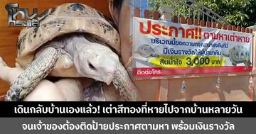เต่าสีทองหายไปจากบ้านหลายวัน จนเจ้าของต้องติดป้ายประกาศตามหา พร้อมเงินรางวัล ล่าสุดพบตัวเดินกลับบ้านเองแล้ว!