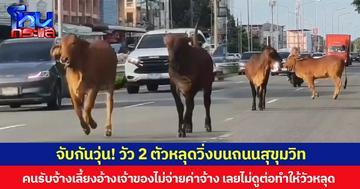 จับกันวุ่น! วัว 2 ตัวหลุดวิ่งบนถนนสุขุมวิท คนรับจ้างเลี้ยงอ้างเจ้าของไม่จ่ายค่าจ้าง เลยไม่ดูต่อทำให้วัวหลุด