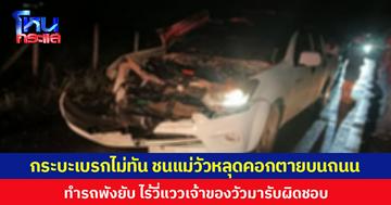 กระบะเบรกไม่ทัน ชนแม่วัวหลุดคอกตายบนถนน ทำรถพังยับ ไร้วี่แววเจ้าของวัวมารับผิดชอบ