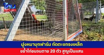 ฝูงหมาบุกฟาร์มไก่ชน กัดตะแกรงเหล็ก มุดเล้า ขย้ำจนตาย 20 ตัว 