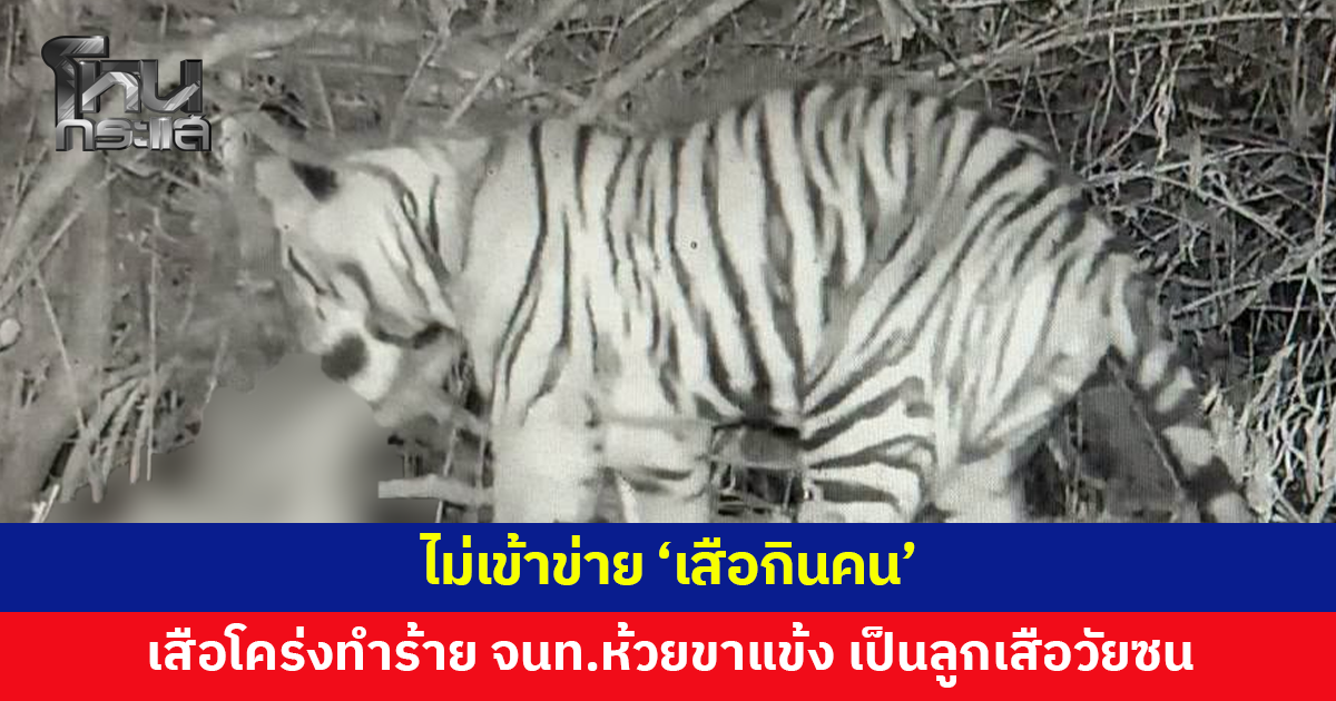 กรมอุทยานฯ แจงเสือโคร่งทำร้ายเจ้าหน้าที่ห้วยขาแข้ง ชี้เป็นลูกเสือวัยซน ไม่เข้าข่าย 'เสือกินคน'