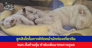 ลุยตรวจคาเฟ่สิงโต หลังนักท่องเที่ยวจีนถูกลูกสิงโตกัดหน้า ตักเตือน-สั่งห้ามอุ้มหรือสัมผัสโดยตรง