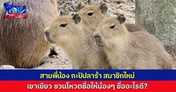 “สวนสัตว์เขาเขียว” ชวนโหวต ชื่อสมาชิกใหม่ “ลูกคาปิบารา 3 ตัว”  ลุ้นรับของรางวัลสุดน่ารัก