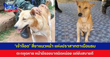 ‘เจ้าจ๊อด’ สี่ขาแนวหน้า แห่งปราสาทตาเมือนธม ตะกรุดหาย หน้ามีรอยบากนิดหน่อย แต่ยังสบายดี