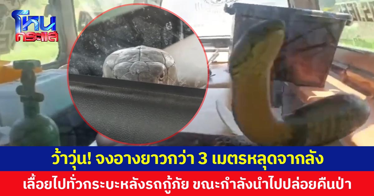 ว้าวุ่น! จงอางยาวกว่า 3 เมตรหลุดจากลัง  เลื้อยไปทั่วกระบะหลังรถกู้ภัย ขณะกำลังจะนำไปปล่อยป่า