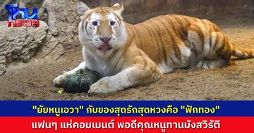 แห่คอมเมนต์เอ็นดู “ยัยหนูเอวา” ชอบเล่น “ฟักทอง” สุดๆ จนคนแห่ถาม หนูเป็นเสือมังสวิรัติเหรอลูก?