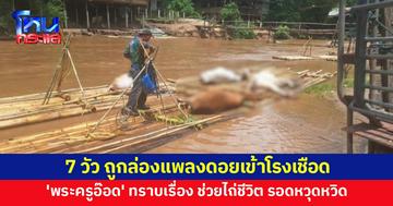 7 วัว ทำลายผลผลิตชาวบ้าน ถูกส่งล่องแพลงดอยเข้าโรงเชือด 'พระครูอ๊อด' ทราบเรื่อง ช่วยไถ่ชีวิต รอดหวุดหวิด