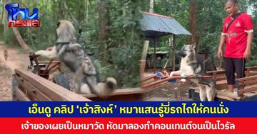เอ็นดู คลิป ‘เจ้าสิงห์’ หมาแสนรู้ขี่รถไถให้คนนั่ง เจ้าของเผยเป็นหมาวัด หัดมาลองทำคอนเทนต์จนเป็นไวรัล
