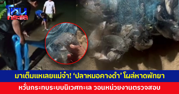 มาเต็มแหเลยแม่จ๋า! 'ปลาหมอคางดำ' โผล่หาดพัทยา นักตกปลาหวั่นกระทบระบบนิเวศทะเล
